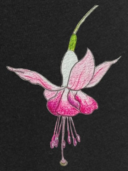 Fleur de fuchsia