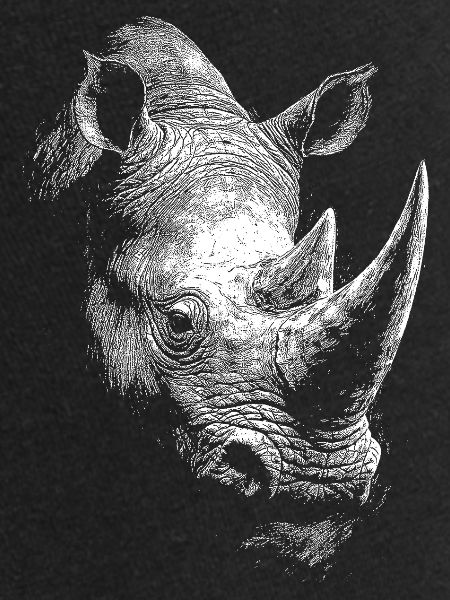 Rhinocéros