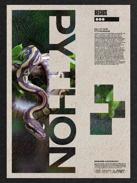 Kunst des Kugelpython-Reptilienhüters
