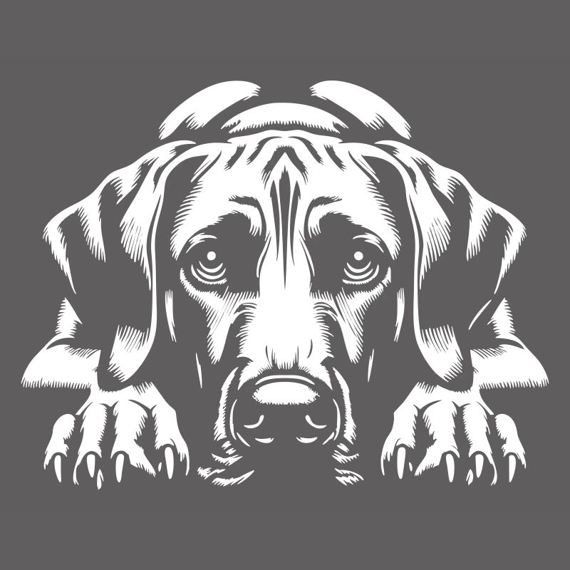 Rhodesian Ridgeback "Black Edition"