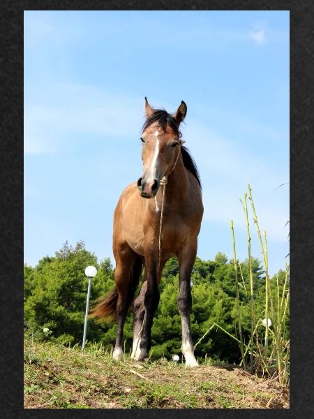 Affiche Cheval Cheval