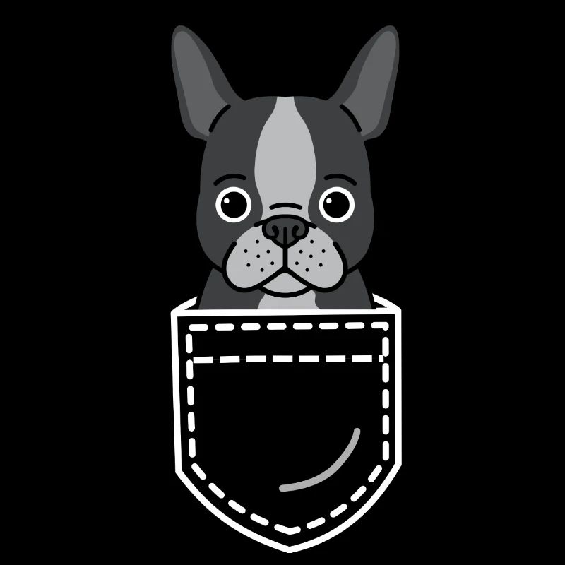 Hund Boston Terrier