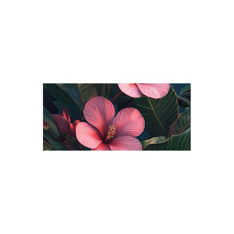 Fleurs tropicales roses d’hibiscus