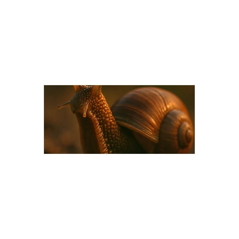 Tier - Schnecke