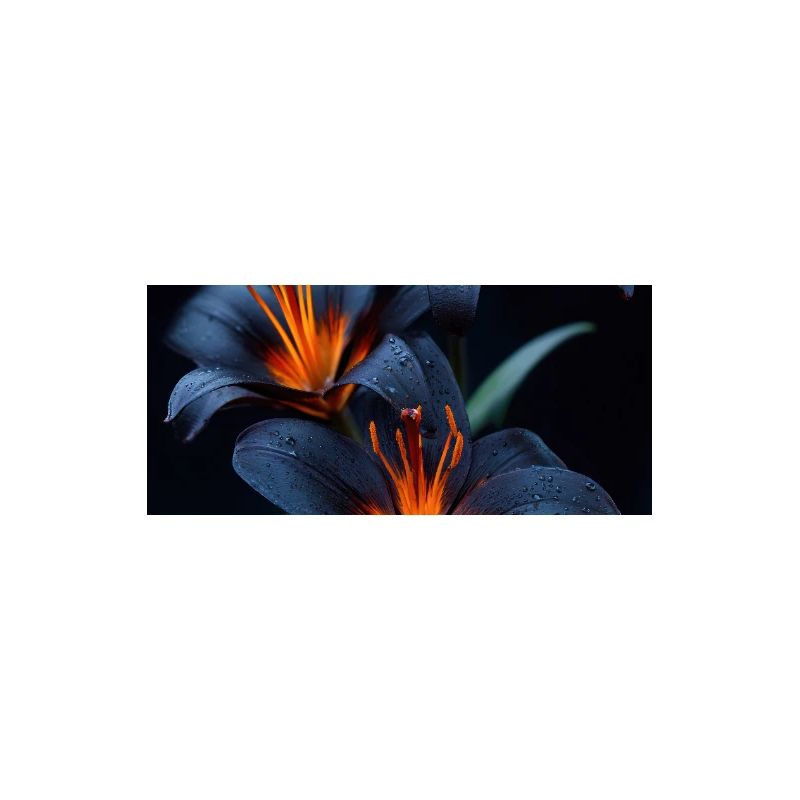Minuit Lily Ember Glow