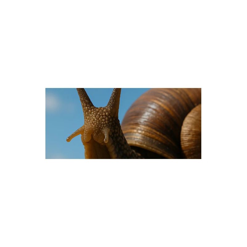 Snail on beach background