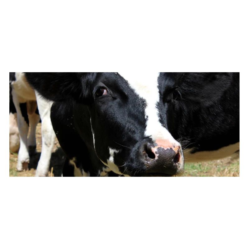 Affiche vache