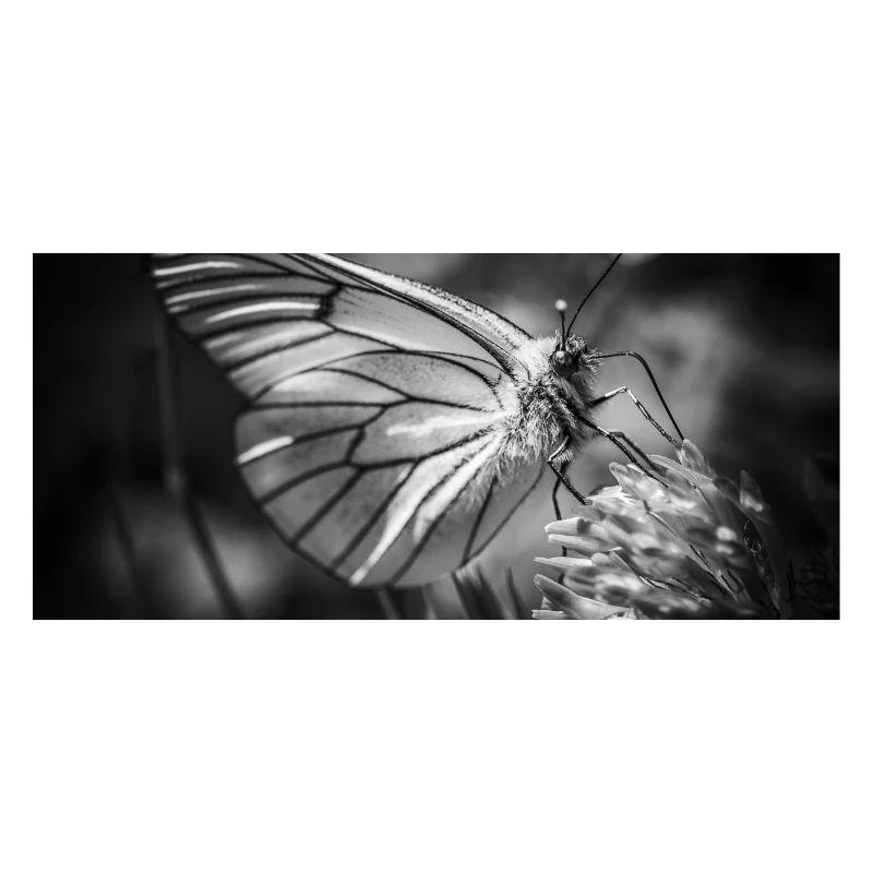Papillon gros plan affiche noir et blanc