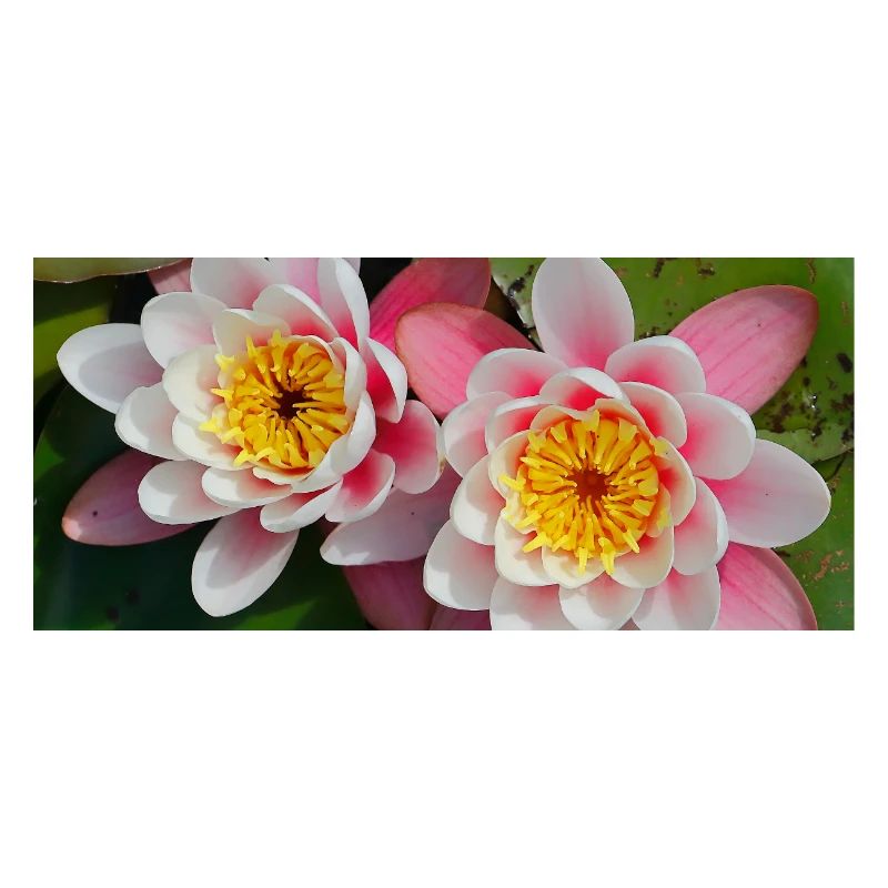 Nénuphars fleurs dans l’eau