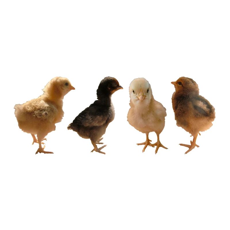Chick