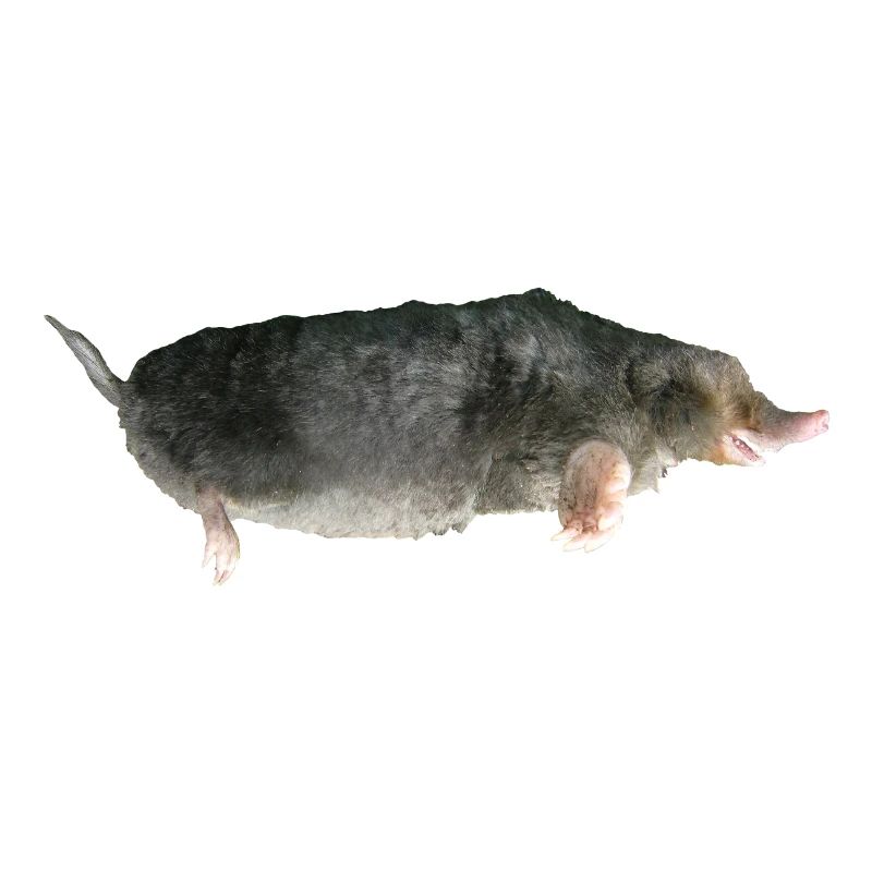 Mole