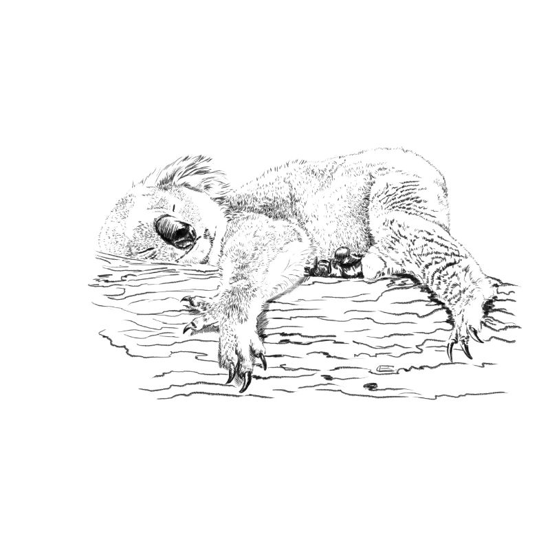 koala bear