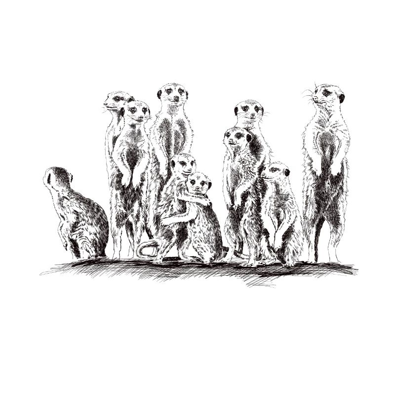 Erdmännchen