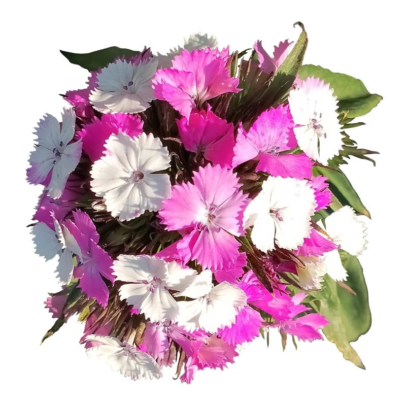 Bouquet d’œillets