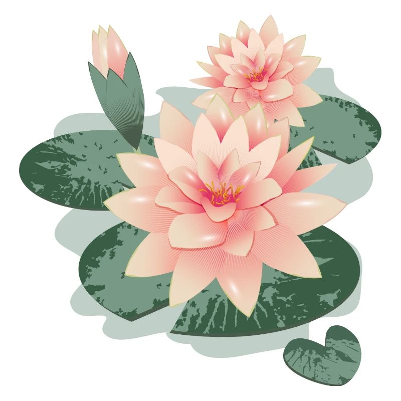 Fleurs de nénuphars avec bourgeon dans l’étang de nénuphars