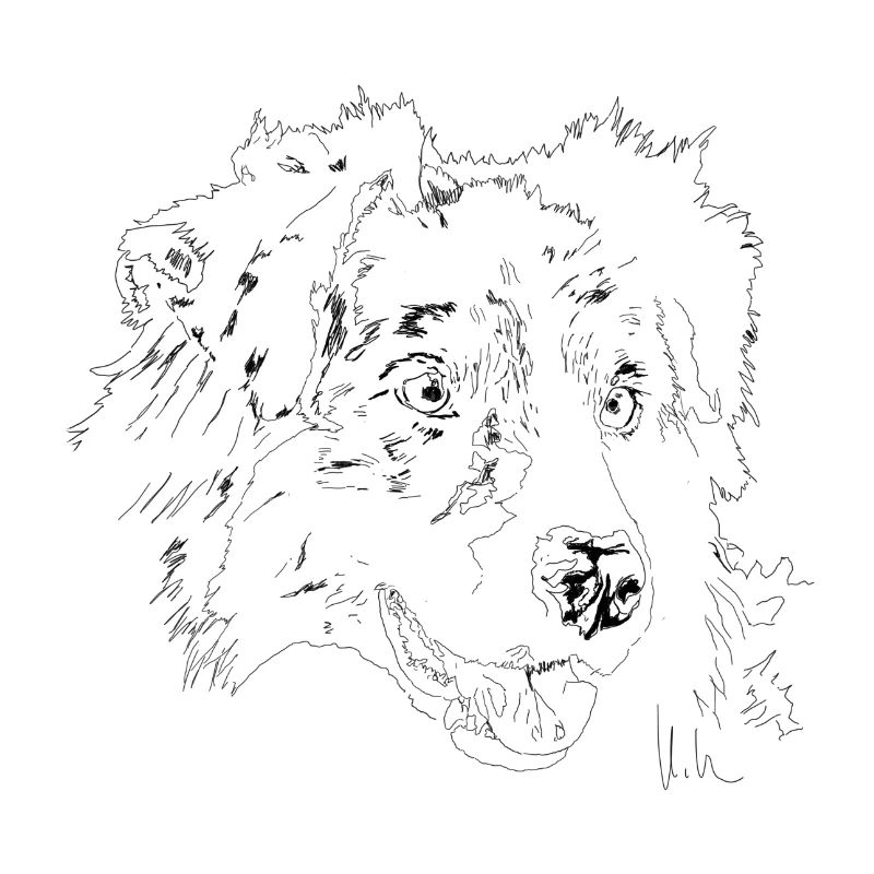 Australian Shepherd