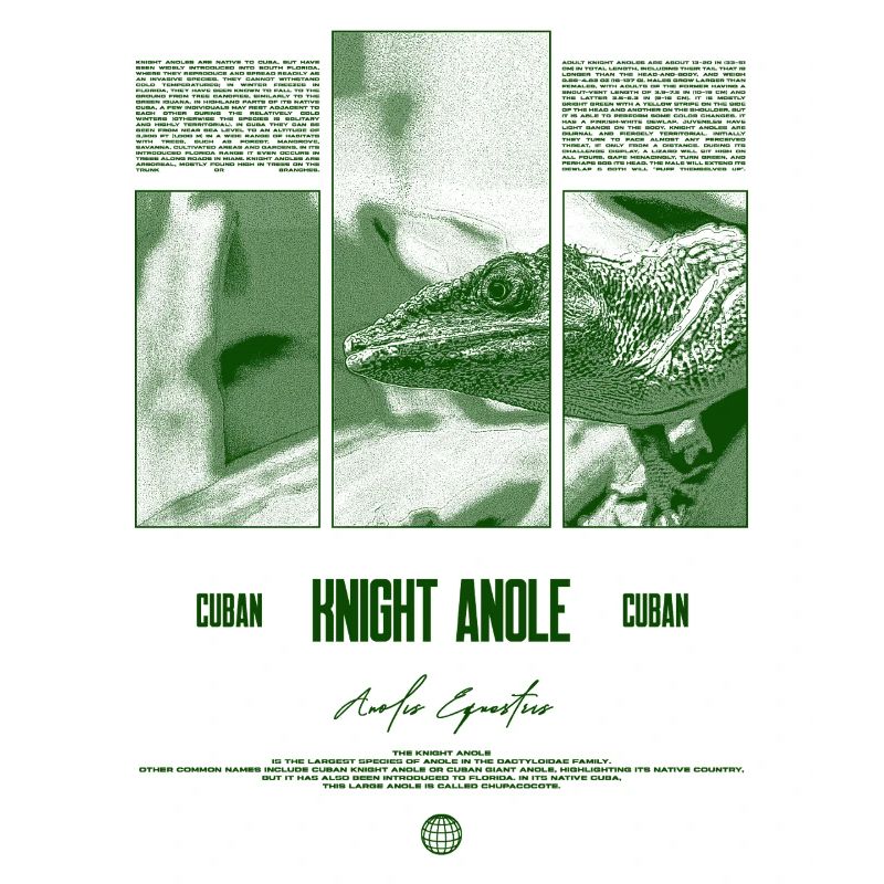 Cuban Knight Anole Lizard Owner Reptile Keeper