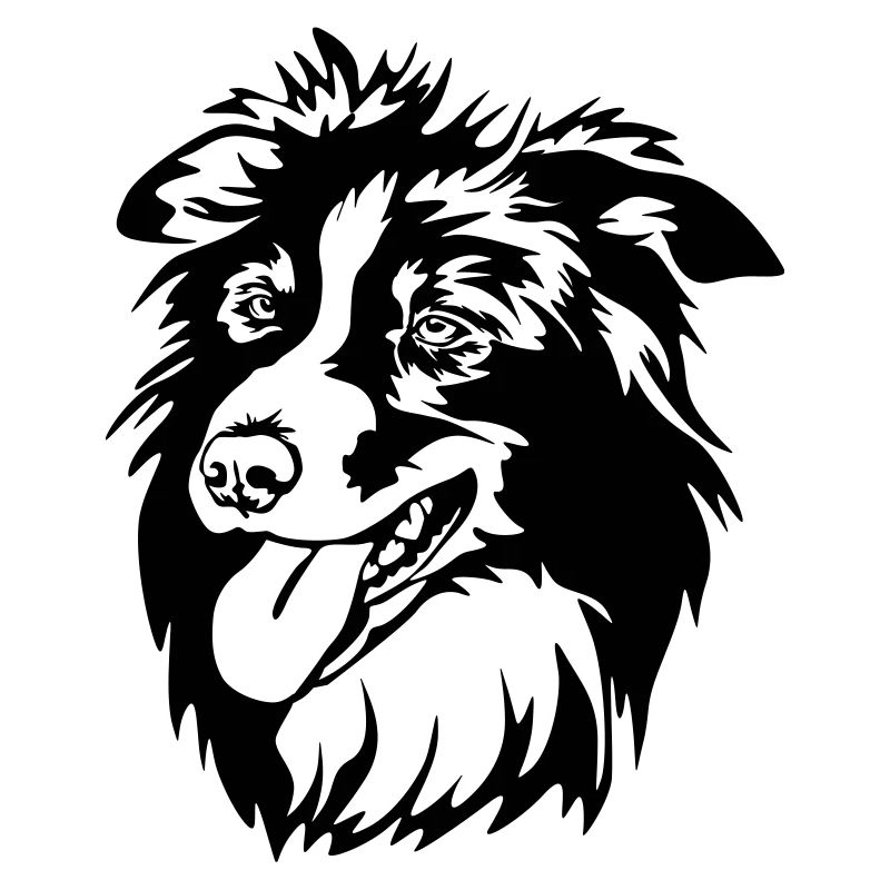 Border Collie Kopf