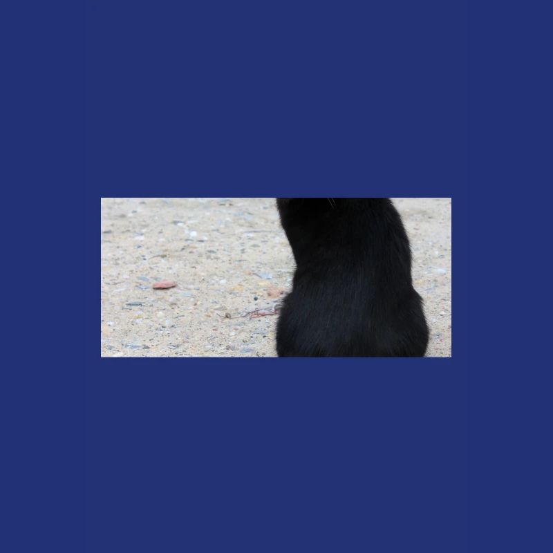 Chat noir
