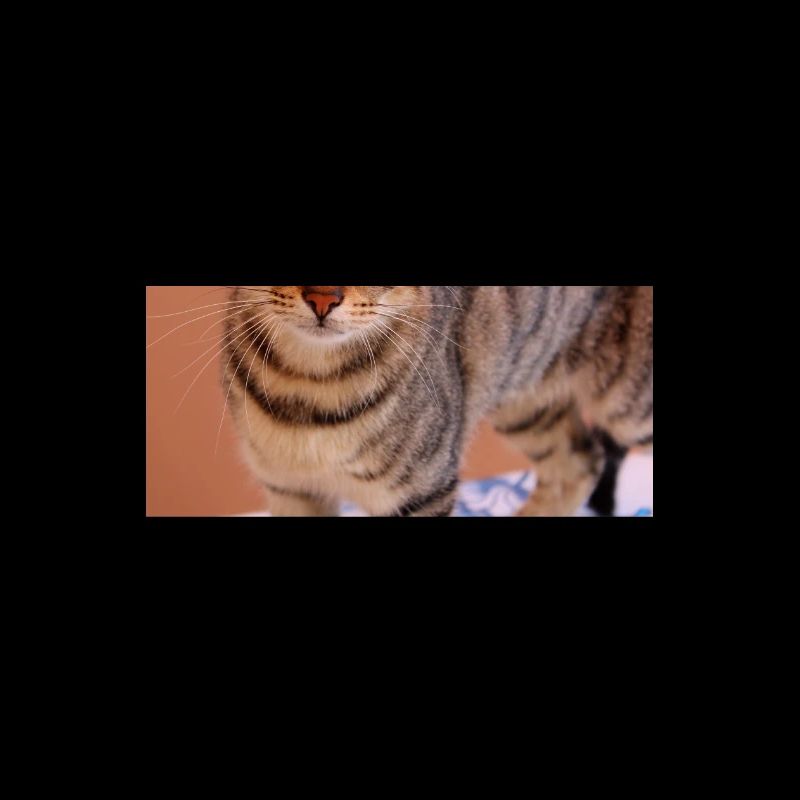 Chaton Chaton