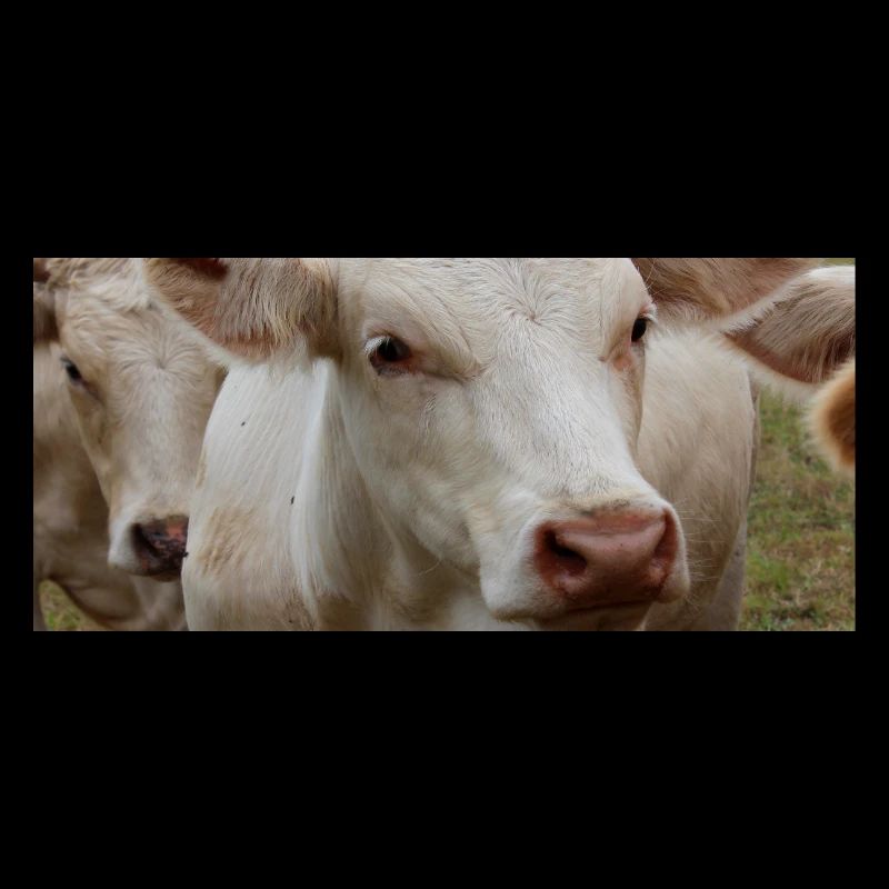Affiche vache