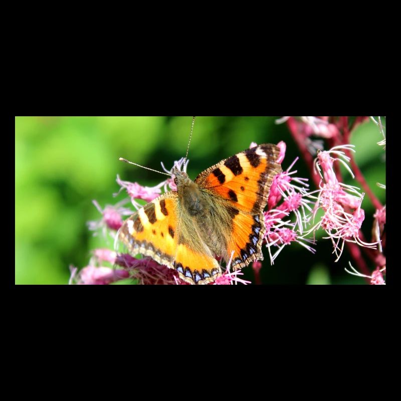 Schmetterlinge
