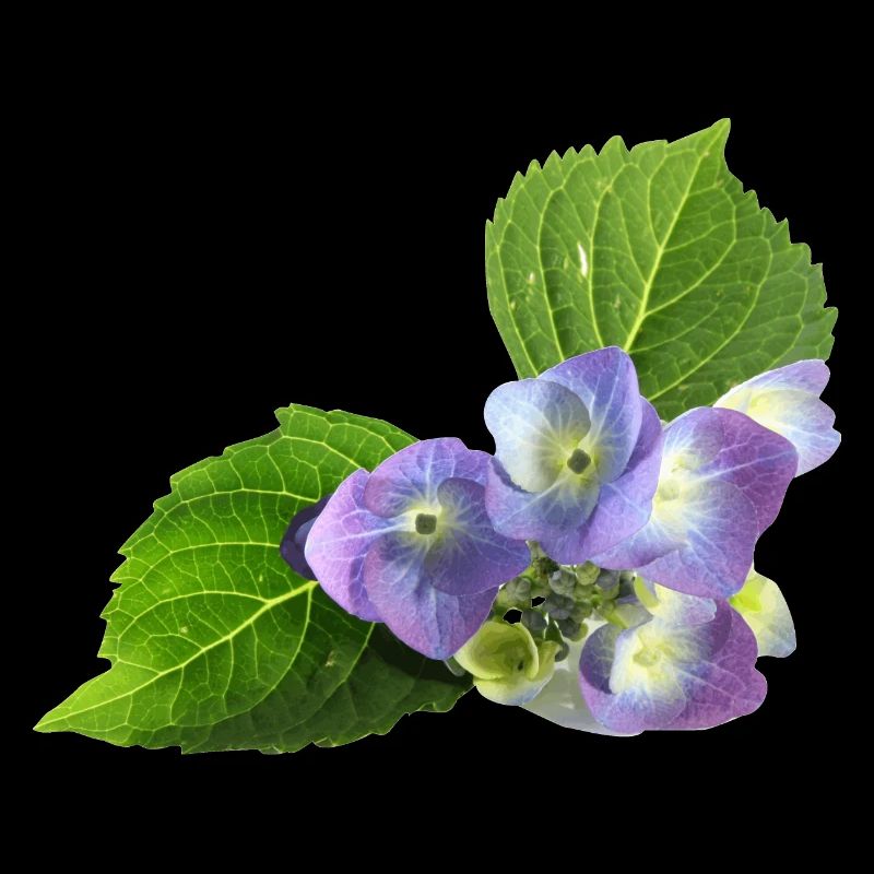 veilchen blume blüte natur