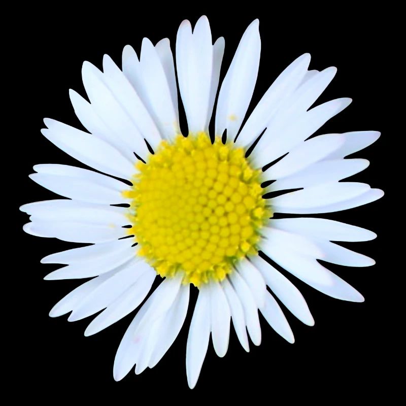 Gänseblümchen