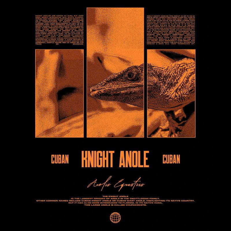 Cuban Knight Anole Lizard Owner Reptile Keeper