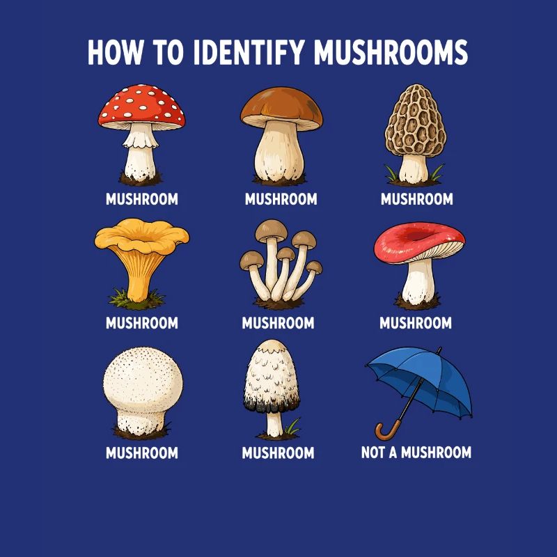 Comment identifier les champignons drôle
