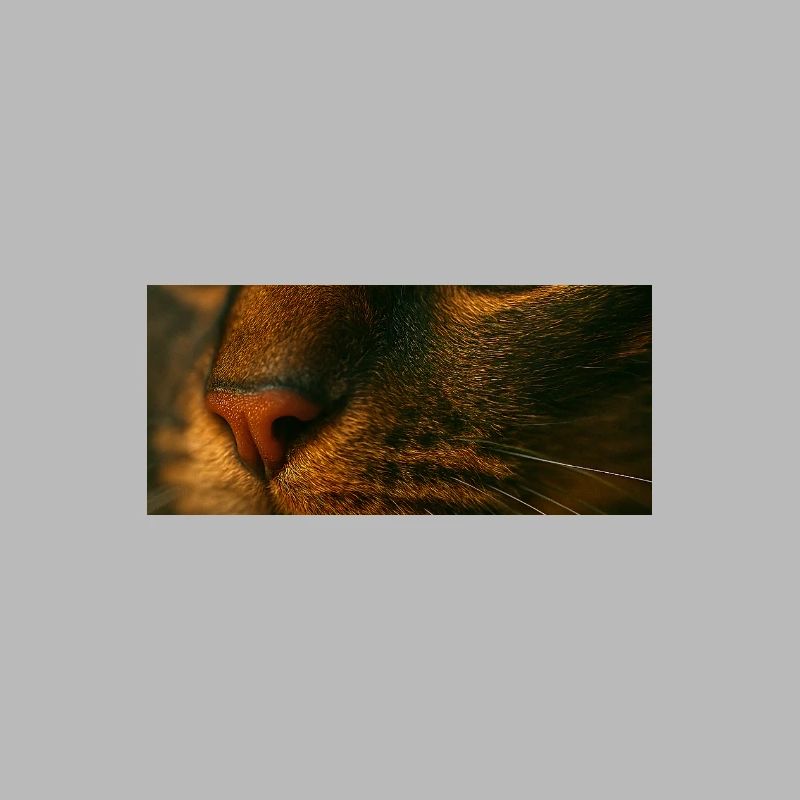 Yeux de chat fermés
