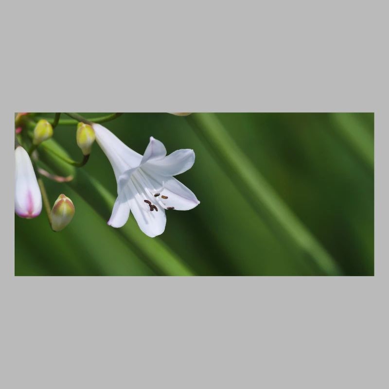 Macro de la fleur de lys blanc
