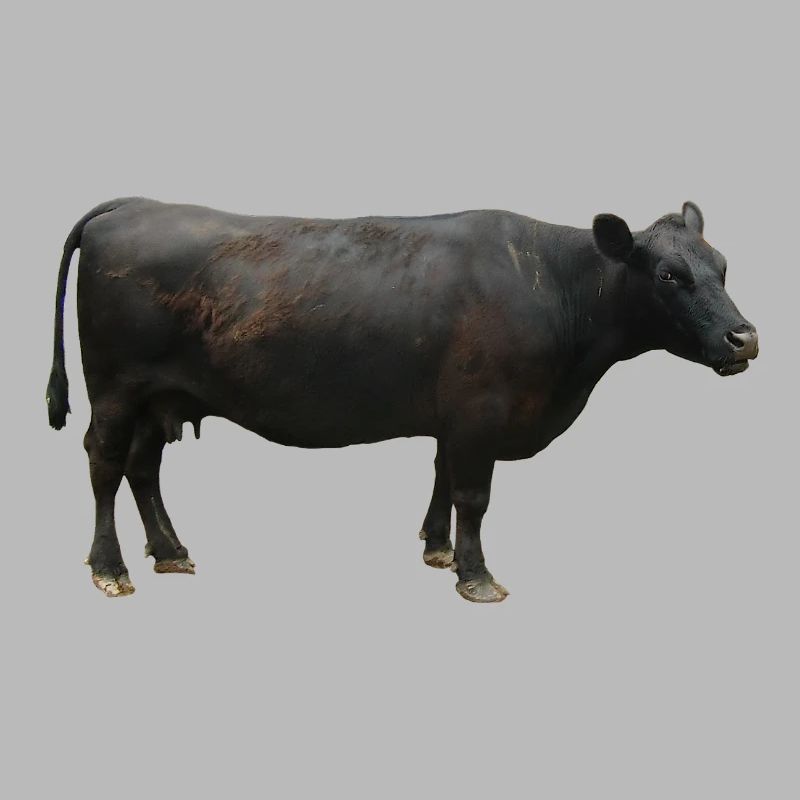 Beef black