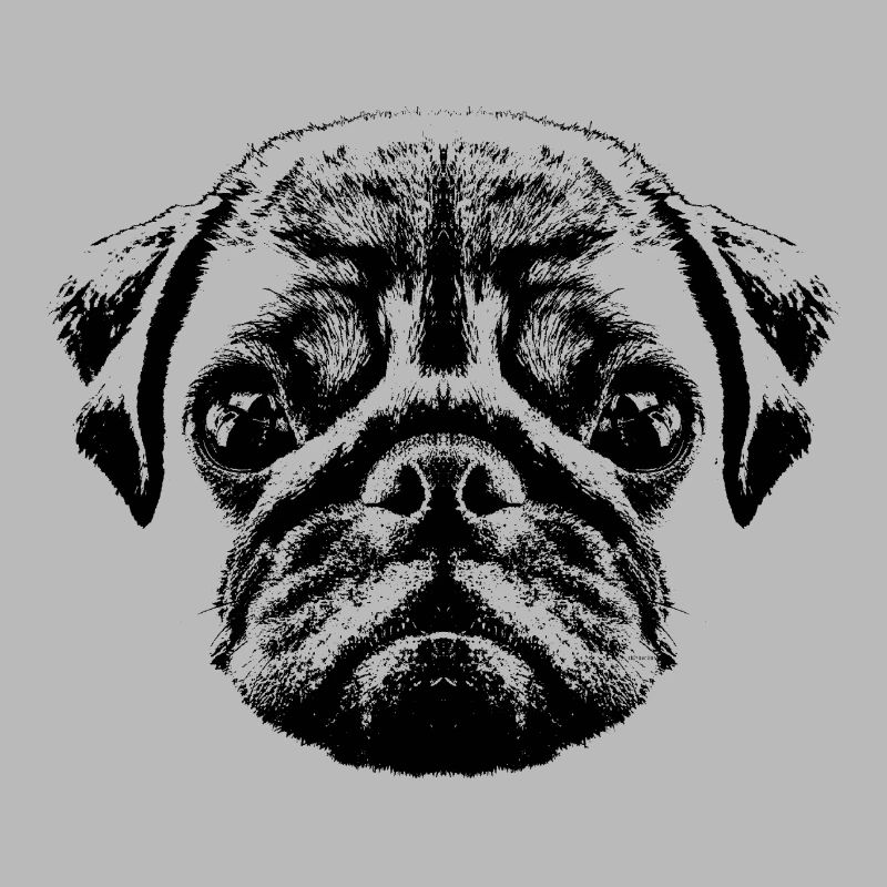 Mopswelpe / Mops Baby / Pug face