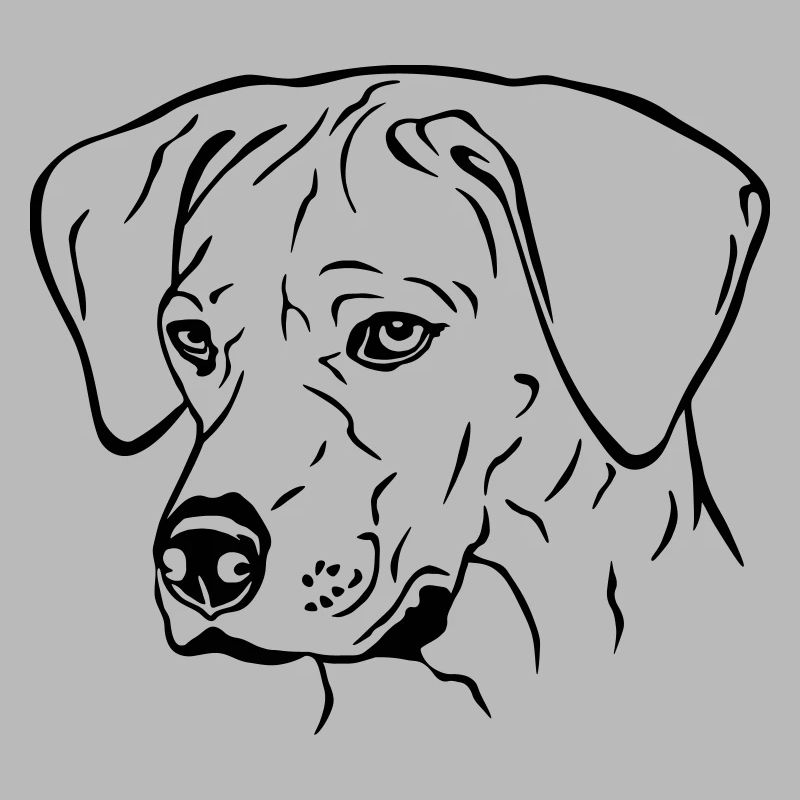 Rhodesian Ridgeback Hündin Kopf schwarz