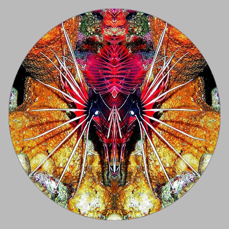 Créatures marines de la nature