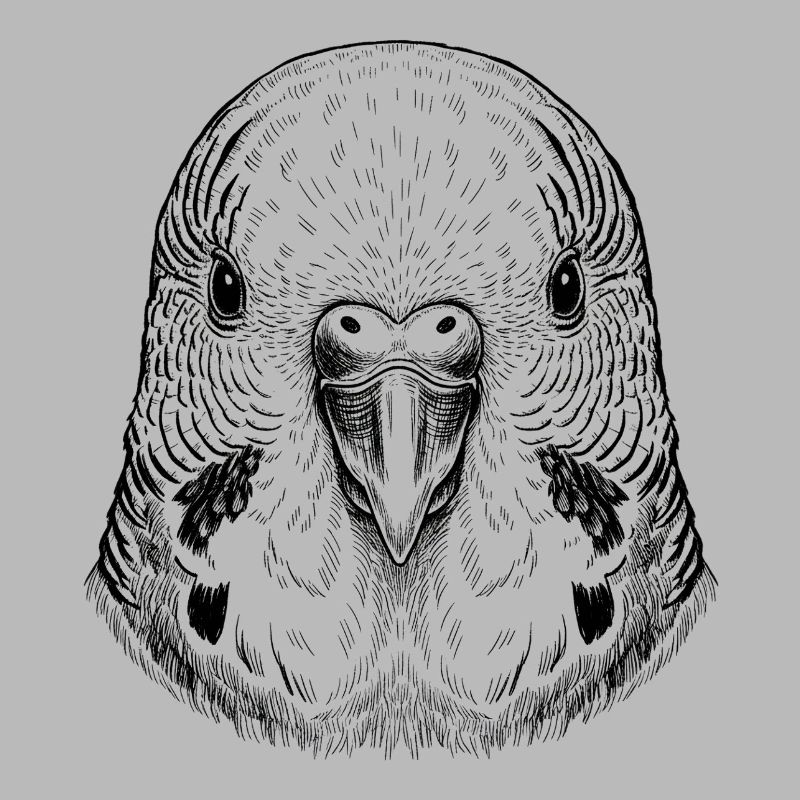 Budgerigar