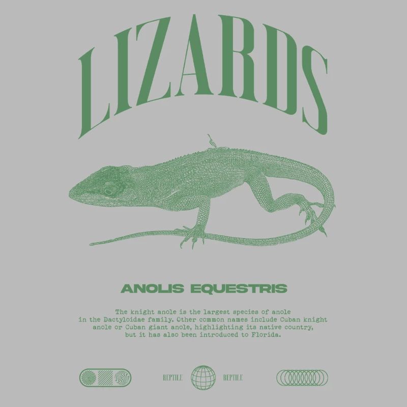 Cuban Knight Anole Reptile Keeper Lizard