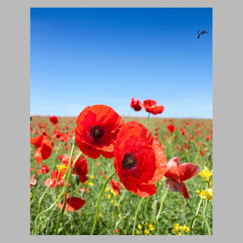 Les coquelicots dans le champ bleu