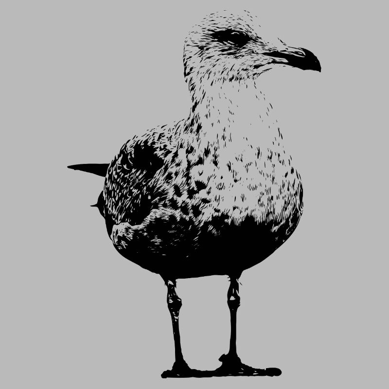 Möwe