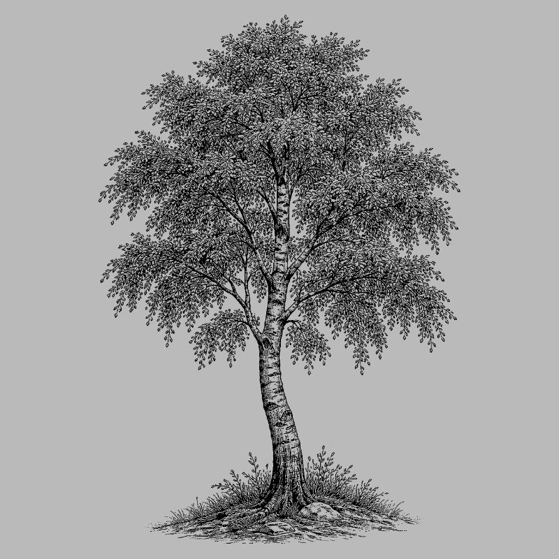 Birch