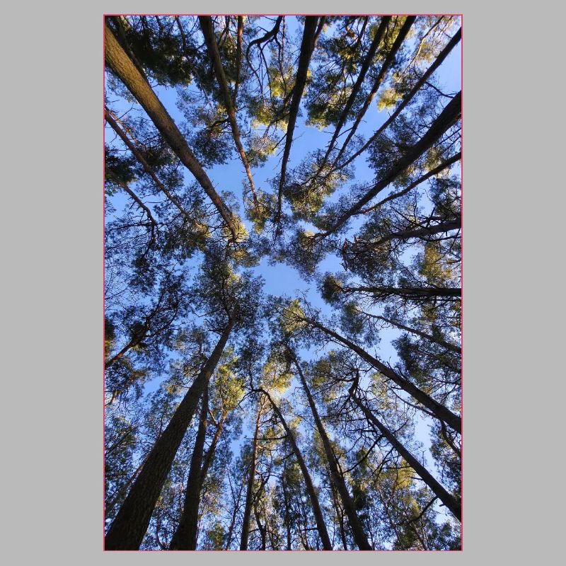 Between the sky and the treetops – a look up