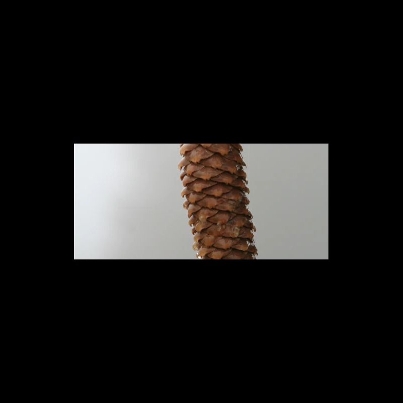 PINE CONES IN THE MORNING MIST