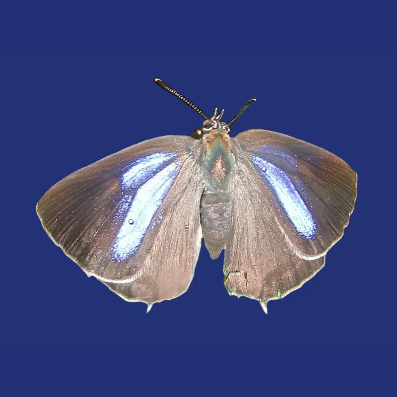 Blauer Eichen-Zipfelfalter