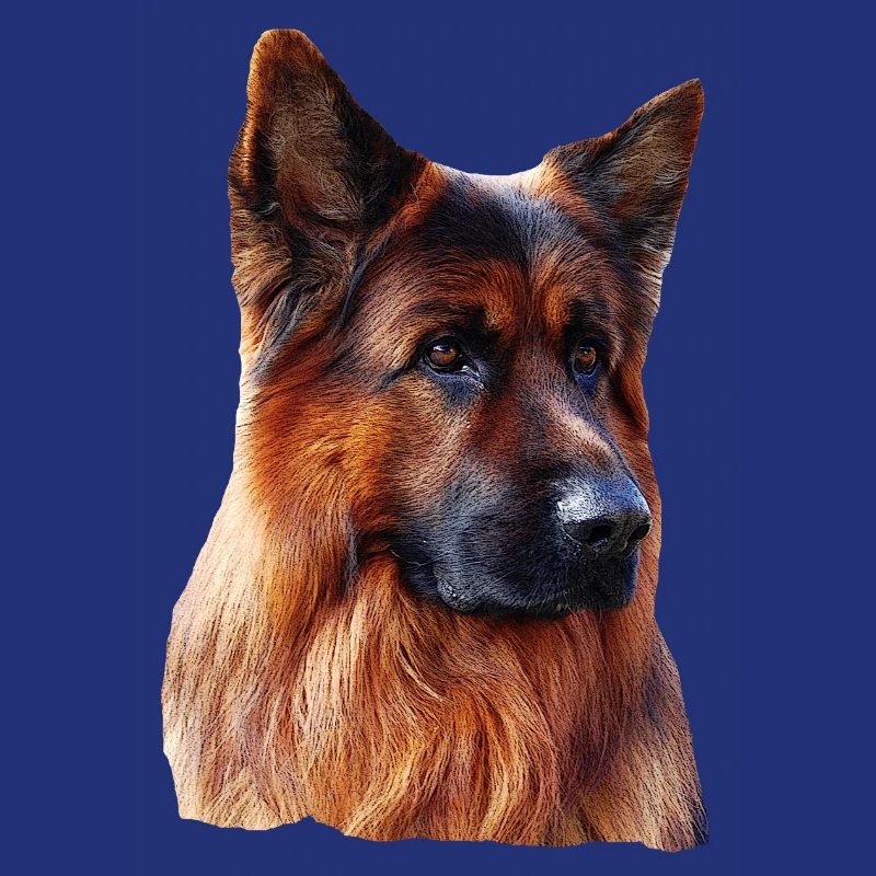 Old German Shepherd German Shepherd