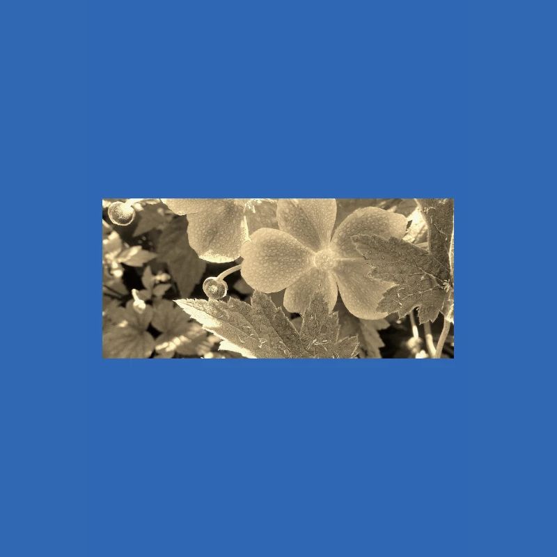 HERBST-ANEMONEN sepia