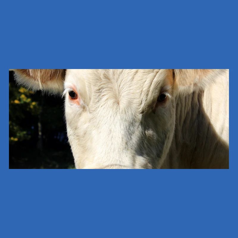 Affiche vache