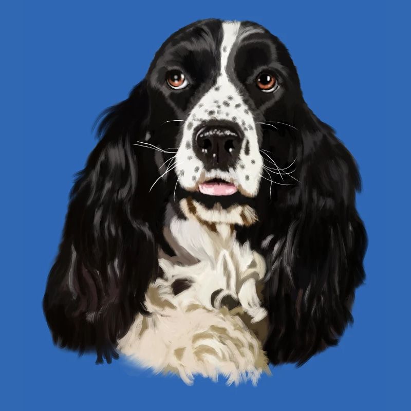 cocker spaniel