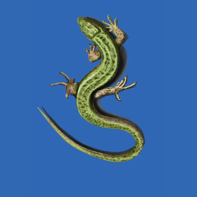 Lizard