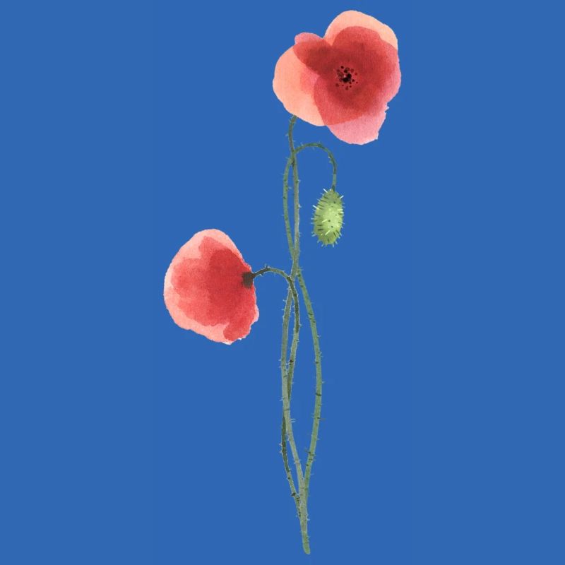 Flower: red poppy